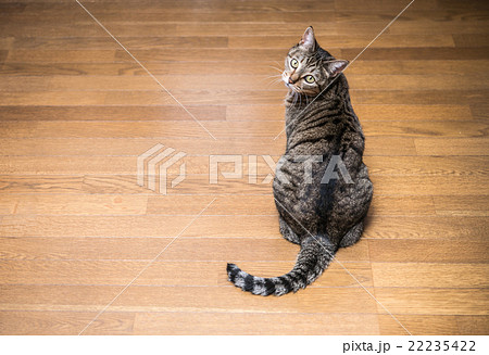 猫 22235422