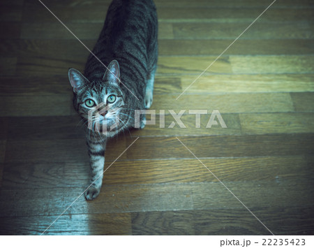 猫 22235423
