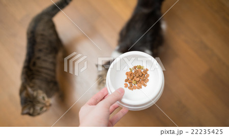 猫 22235425