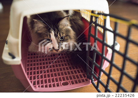 猫 22235426