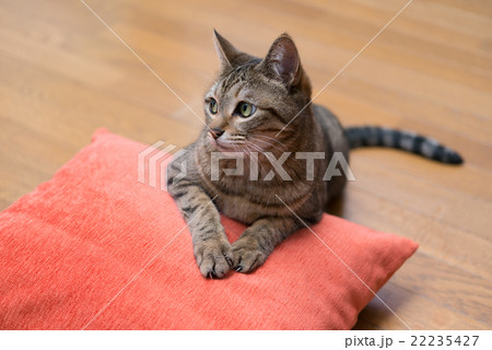 猫 22235427