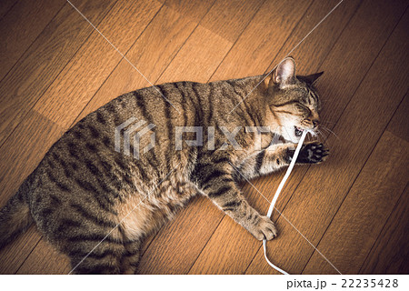 猫 22235428