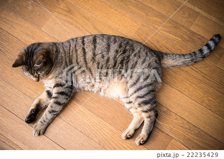 猫 22235429