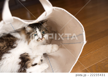 猫 22235431
