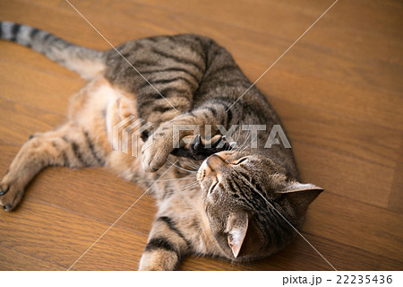 猫 猫 22235436