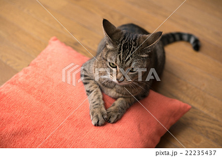 猫 22235437