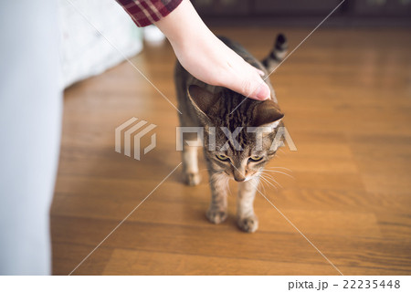 猫 猫 22235448