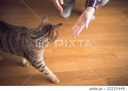 猫 猫 22235449