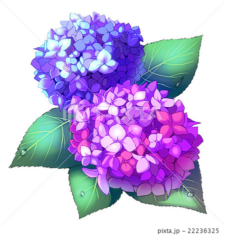 色鮮やかな紫陽花のイラスト素材