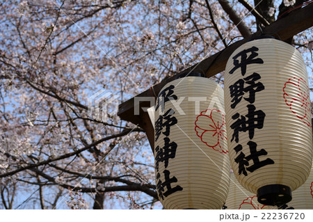 桜と提灯 平野神社 京都 花見の写真素材