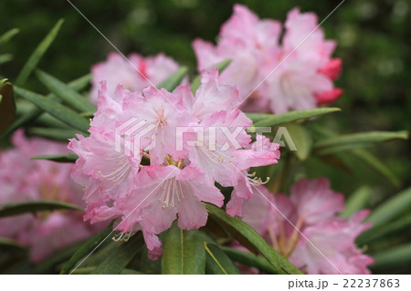 白山シャクナゲの花 白山シャクナゲの花 22237863
