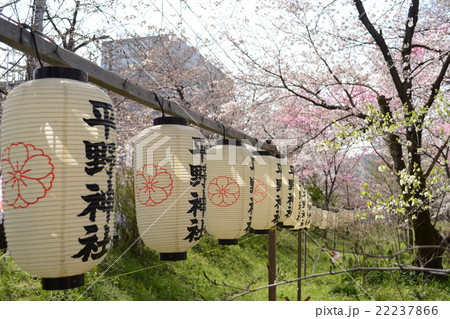 ずらっと提灯 平野神社 京都 花見の写真素材