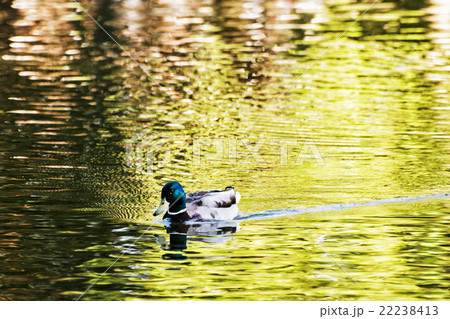 Mallard duck - Anas platyrhynchos - swims in the lake, beauty in Mallard duck - Anas platyrhynchos - swims in the lake, beauty in 22238413