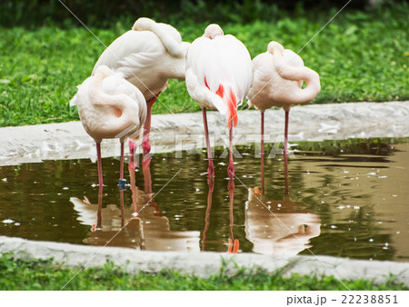 Group of Greater flamingos - Phoenicopterus ruber roseus - in ou 22238851