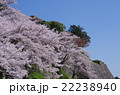 城跡の桜 22238940