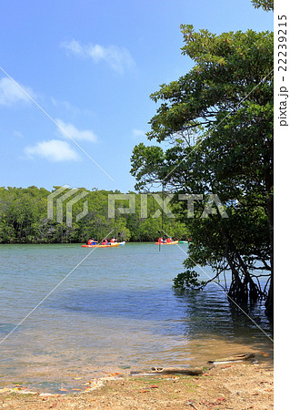 宮良川のマングローブ 22239215