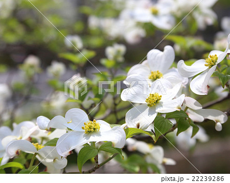 ハナミズキ 白い花の写真素材