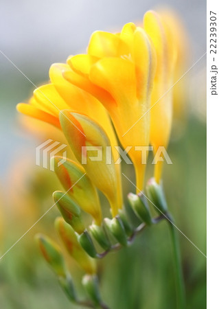 絵画のような黄色いフリージアの写真　Yellow Freesia such as painting 22239307
