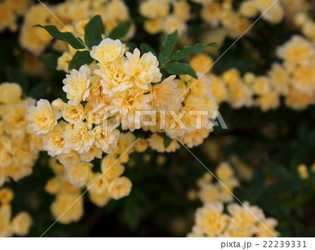 モッコウバラ 黄色い花 モッコウバラ 黄色い花 22239331