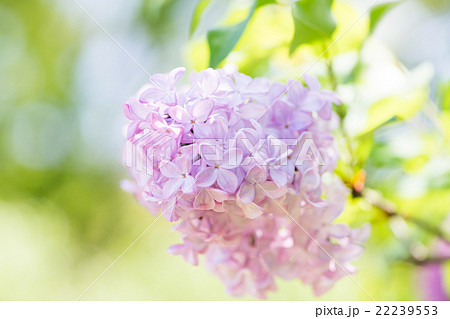 長居植物園のライラック(大阪の花) 長居植物園のライラック(大阪の花) 22239553