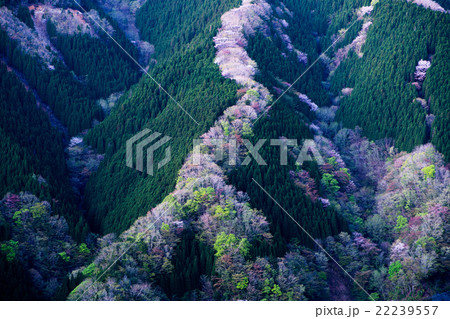 新緑・桜の咲く早朝のナメゴ谷（奈良県上北山村の風景） 22239557