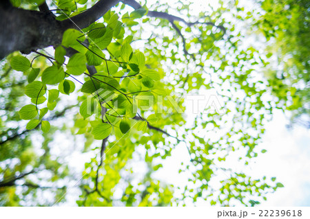 ハナミズキの葉っぱの写真素材