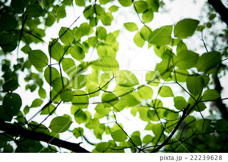 ハナミズキの葉っぱの写真素材