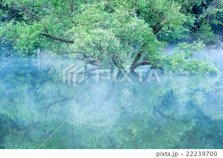 新緑の室生湖の朝霧（奈良県宇陀市の風景） 22239700