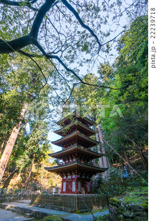 石楠花の名所・新緑の室生寺（奈良県宇陀市） 22239718