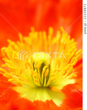 ポピーの花 22239871