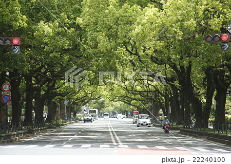 宮崎県庁前楠並木通りの楠 宮崎県庁前楠並木通りの楠 22240100