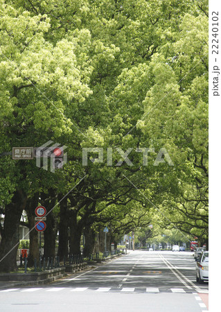 宮崎県庁前楠並木通りの楠 宮崎県庁前楠並木通りの楠 22240102
