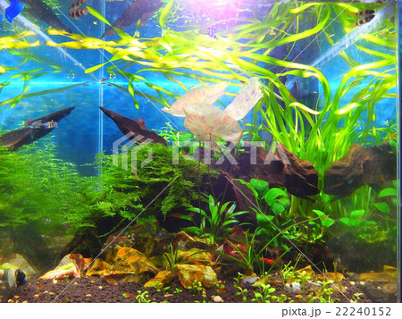 水草水槽 22240152