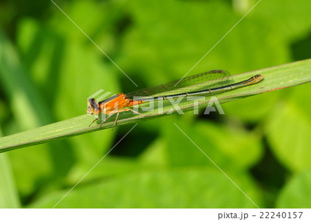 アオモンイトトンボ（未成熟メス・異色型） 22240157