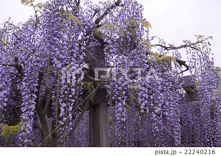 ふじの花 ふじの花 22240216