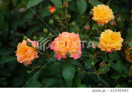 バラの花 バラの花 22240487