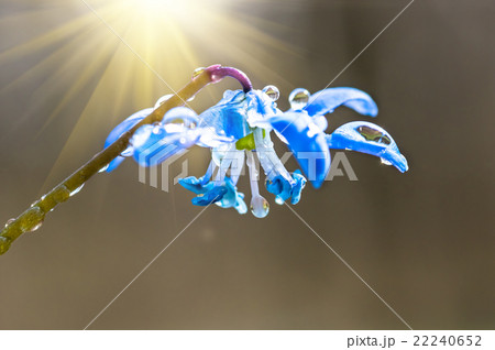 dew on the blue snowdrops 22240652