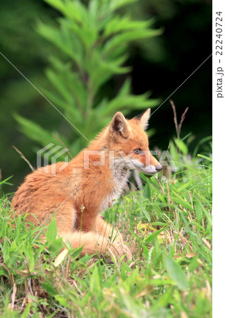キタキツネ 22240724