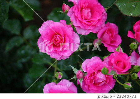 バラの花 22240773