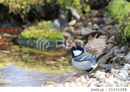 シジュウカラ Japanese Tit 22241288