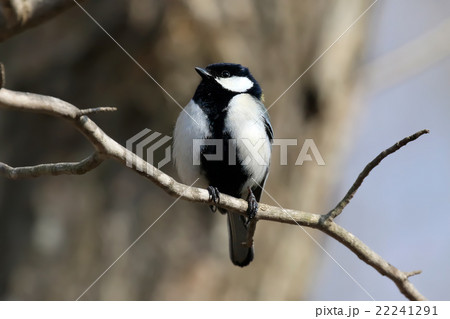 シジュウカラ Japanese Tit 22241291
