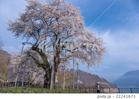 朝の荘川桜 22241673