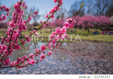 古河桃まつり 22242332