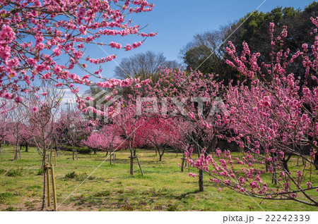 古河桃まつり 22242339