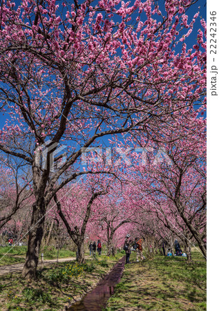 古河桃まつり 古河桃まつり 22242346