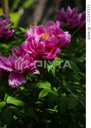 桃色の牡丹の花 22243321