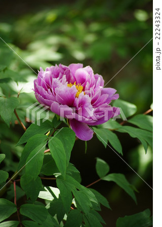 紫色の花の牡丹 22243324