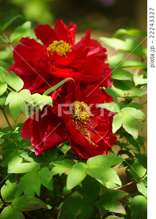 赤い花の牡丹 22243327