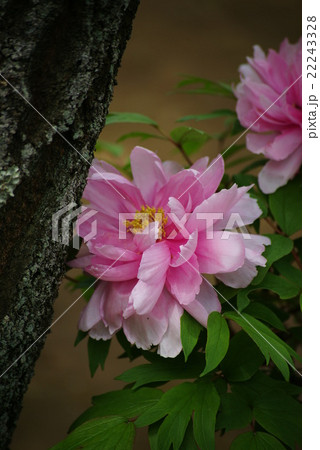 桃色の牡丹の花 22243328
