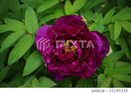 紫色の花の牡丹 22243330